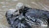 otter GIF