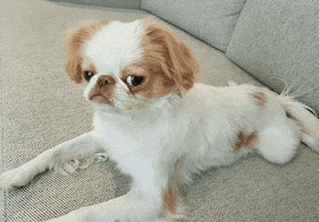 Photo gif. Altered photo of a blond and white Japanese Chin dog frowning on a couch as his eyes glare at us with judging disapproval.