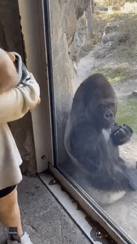 Zookeeper Introduces Her Newborn Baby to Gorilla Friend at Dallas Zoo