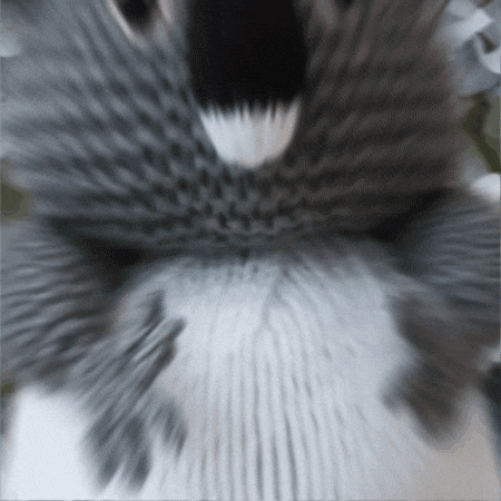 Koala Bear GIF by TeaCosyFolk