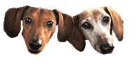 Dog Dachshund Sticker by beangoods