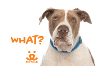 Dog What Sticker by Best Friends Animal Society