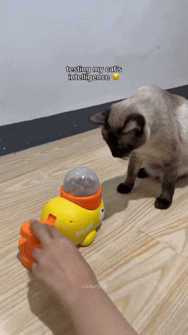 gif-vif giphyupload cat GIF