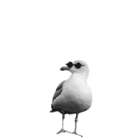 Seagull Moewe Sticker by DEICHBRAND Festival 