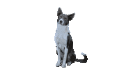 Border Collie Please Sticker by ako so psom