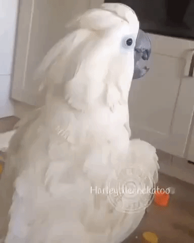 Confident Cockatoo Performs Funny Duet Using a Simple cup