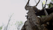 big cat week GIF by Nat Geo Wild 