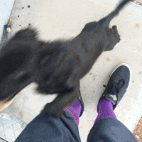 dog kiddo GIF by notsofantastic