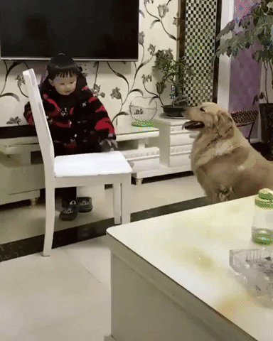 dog wow GIF by JustViral.Net