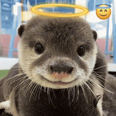 Angel Otter GIF