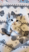 Kitten Omg GIF by JustViral.Net