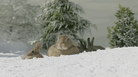Snow Stay Warm GIF by Teletubbies