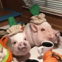 Pig and Pug Pals Have Pumpkin Party
