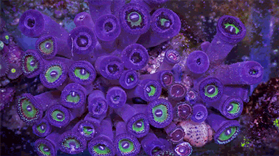 wtf are these GIF by Digg