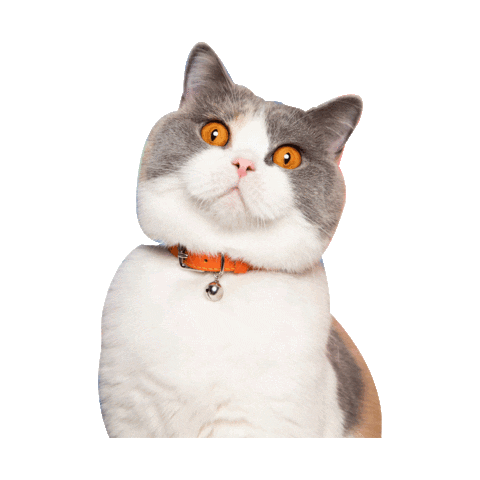 British Shorthair Cat Sticker by Cheshire & Wain