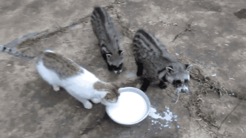 cat african civet cats GIF