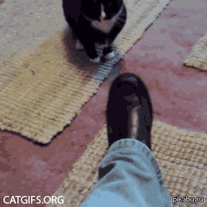 cats GIF