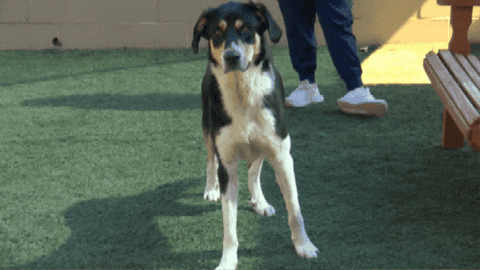 spencernews giphygifmaker pets adoption buck GIF