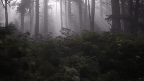 uviccampuslife giphygifmaker forest mystery fog GIF