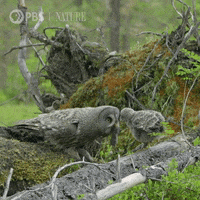 Pbs Nature Owl GIF by Nature on PBS