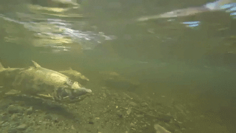 pebblebrook giphygifmaker salmon natureisterrible GIF