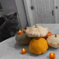 LiquidPR halloweenpets GIF