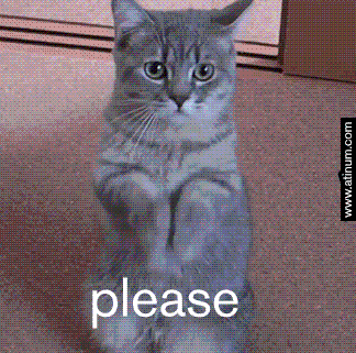 Video gif. A cute grey tabby cat sits on her haunches with her paws together as if begging. Text, "Please."