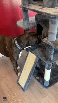 Boxer Dog Tries and Fails to Climb Into Sphinx Cat's Treehouse
