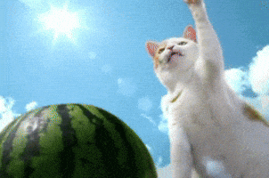 Beach Day Cat GIF