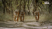 tiger savage kingdom GIF by Nat Geo Wild 