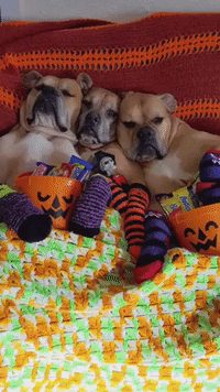 Rescue Dogs Cozy Up on Halloween Night