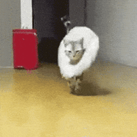 catwalk GIF