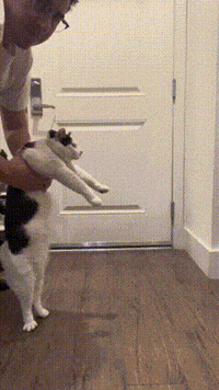 melon_n_finn cat silly cat cat walk melon be smellin GIF