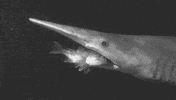 shark devouring GIF