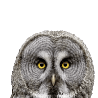 Eyes Waiting Sticker