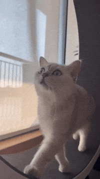 Cat Kitty GIF