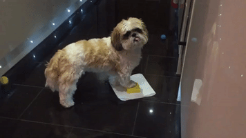 Demanding Dog Really Wants a Biscuit