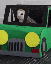 Driving Barn Owl GIF by Valley Zoo Development Society