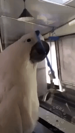 Creative Cockatoo Finds Alternative Use for Ordinary Toothbrush