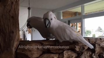 Cockatoo Squawks at Reflection in Mirror