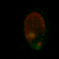 Texas Glow GIF by College of Natural Sciences, UT Austin