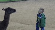 lama GIF