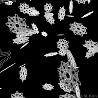 black and white loop GIF by Pi-Slices