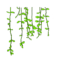 Coming Soon Brisbane Sticker by The Triffid