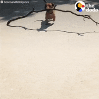 Dog GIF by The Dodo