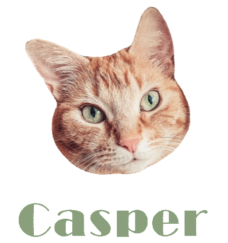 Cat Ginger Sticker