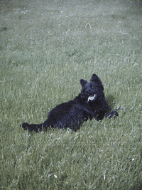 janosotocossio love dog film photography GIF