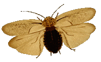 Fly Polilla Sticker by babywild