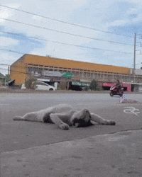 Cat Sleeping GIF by Respective