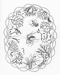 Coral Reef Illustration GIF by Ansel Oommen, EDAC, MLS(ASCP)CM